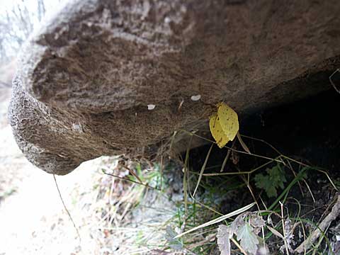 キチョウの越冬その後