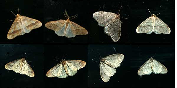 灯りにやってきたシャクガ