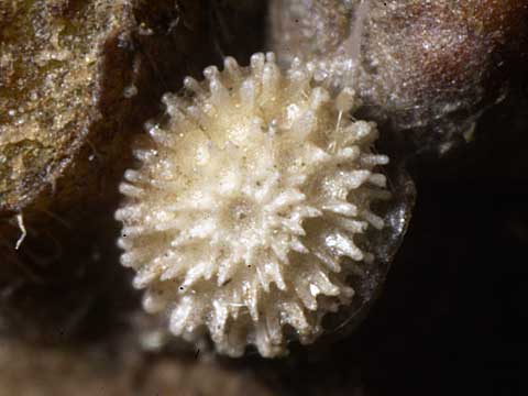 ミズイロオナガシジミの卵