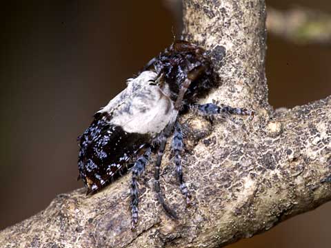 ネジロカミキリ