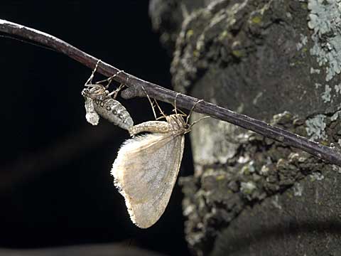 フユナミシャクの交尾