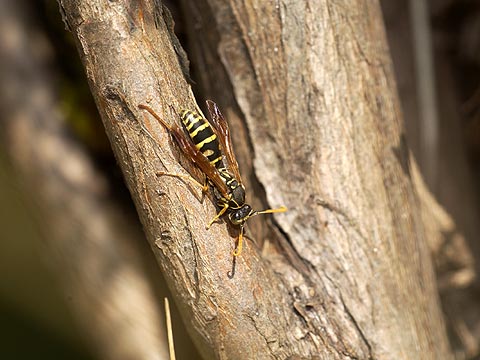 フタモンアシナガバチのオス