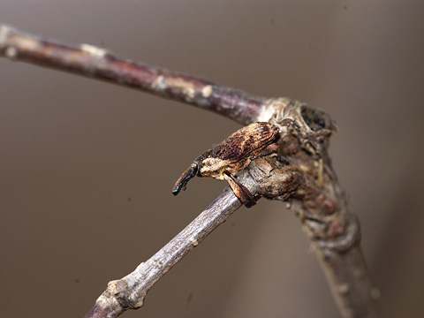 ホオジロアシナガゾウムシ