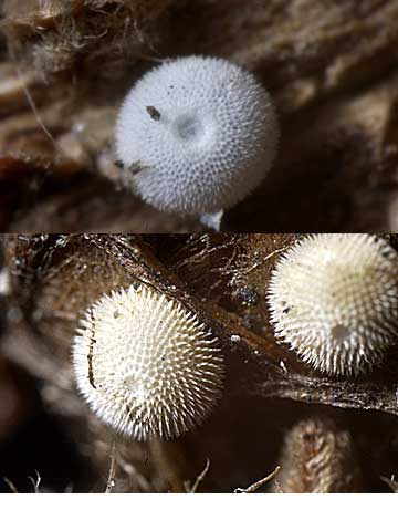 カシワの木で見つけたチョウの卵