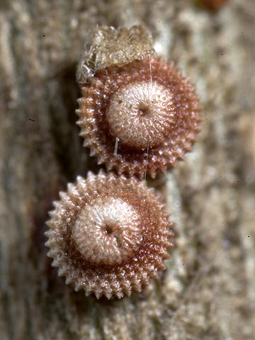 ウラゴマダラシジミの卵