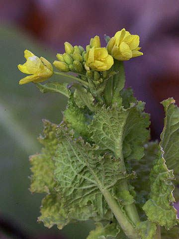 季節はずれのナノハナ
