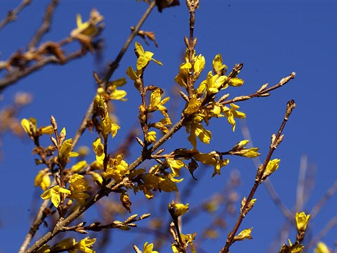 レンギョウの花