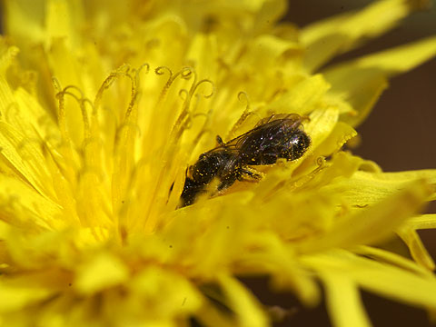 小さなハナバチ