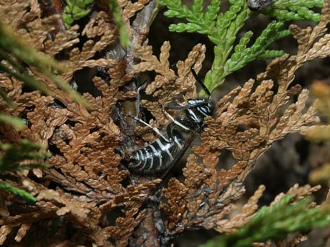 クロスズメバチの越冬