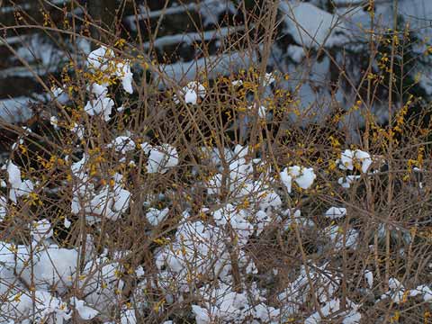 雪の中のレンギョウ