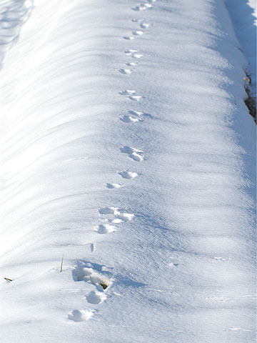 ウサギの足跡