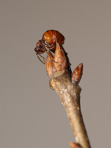 タマバチの一種