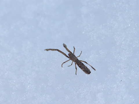 雪の上のクモ