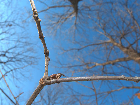 ホオジロアシナガゾウムシ