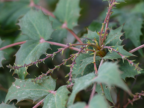 ヒイラギナンテン