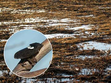 はやにえにされたコオイムシ