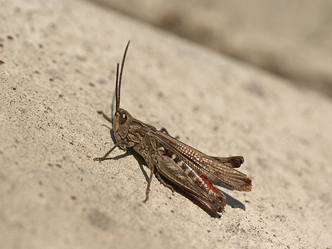 鳴くヒナバッタ