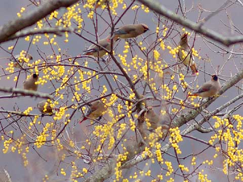 ヤドリギに来たヒレンジャクの群