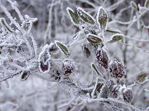 スイカズラについた霧氷