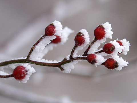 ノイバラの実についた霧氷