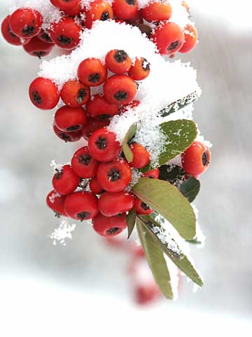 ピラカンサスの実に積もった雪