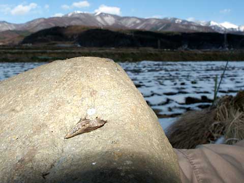モンシロチョウの越冬蛹