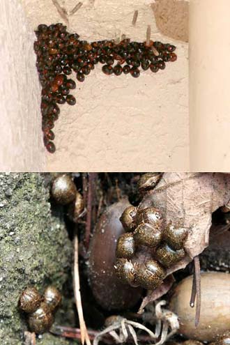テントウムシとマルカメムシの越冬