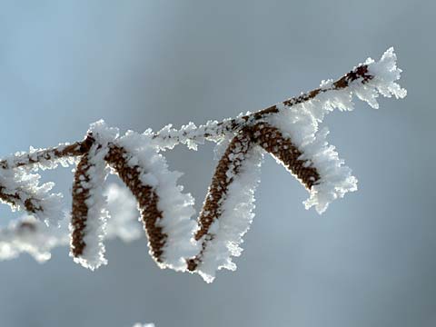 ツノハシバミの花穂