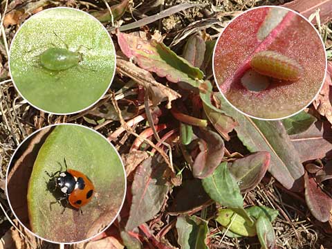スイバにいた虫