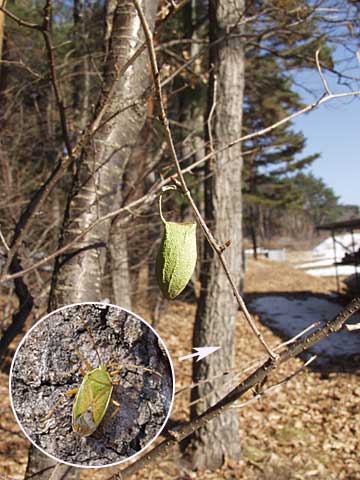 クヌギカメムシとウスタビガの空繭
