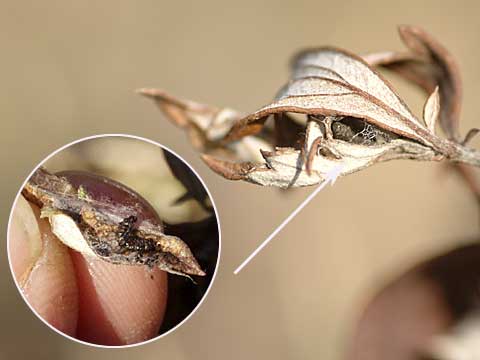 ヒメアカタテハの幼虫