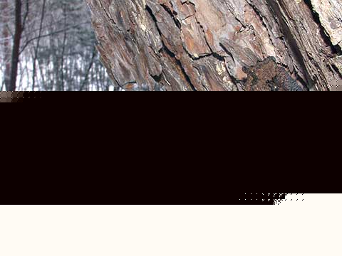 年を越したルリタテハ