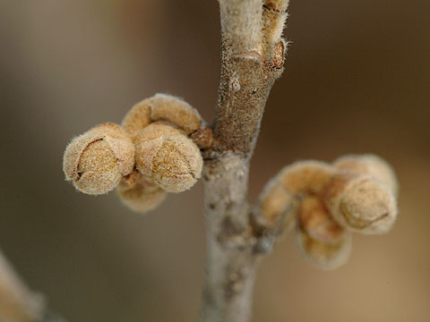 マンサクの花芽
