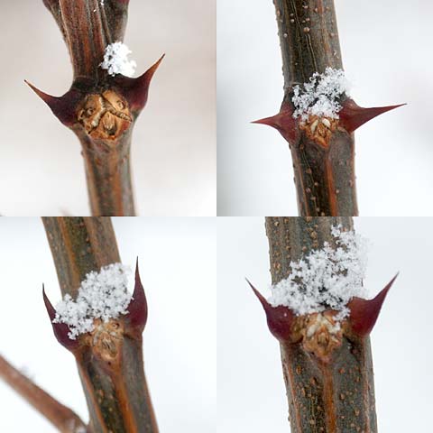 ニセアカシアの葉痕