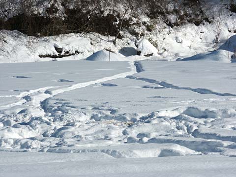 シカの足跡
