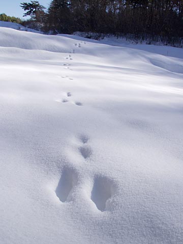 ウサギの足跡