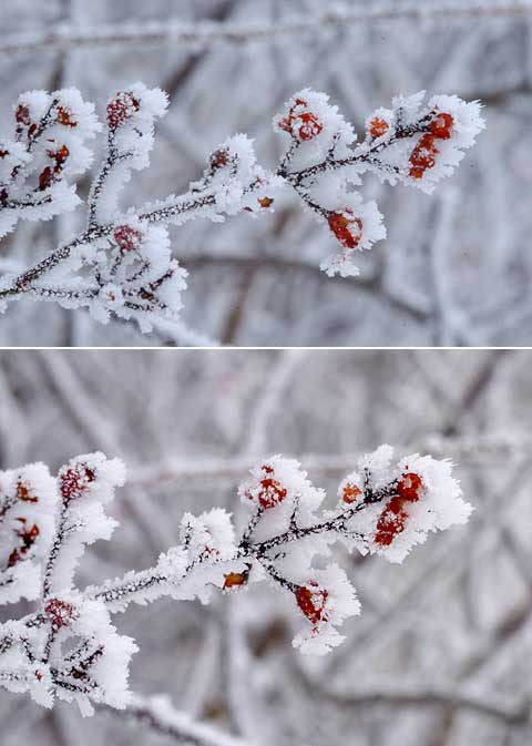 バラの実と霧氷（小さなCCDの有利な点）