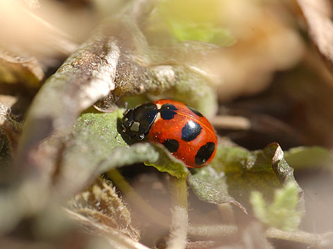 ナナホシテントウの日光浴