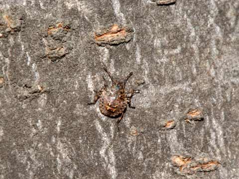 ツノアオカメムシの幼虫