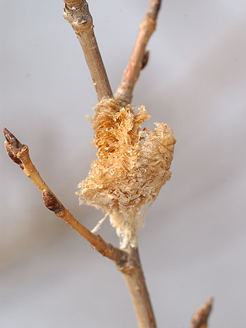 食べられたカマキリの卵