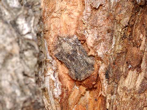 ミミズクの幼虫