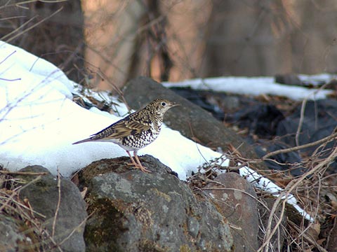 トラツグミ