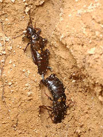 コブハサミムシのつがい