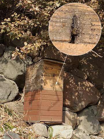 ニホンミツバチの巣箱