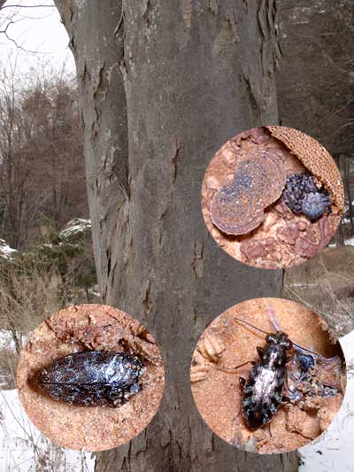 ケヤキの樹皮下で越冬する昆虫