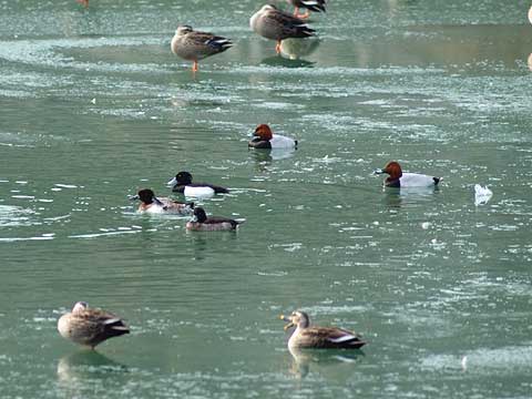 ホシハジロとキンクロハジロ