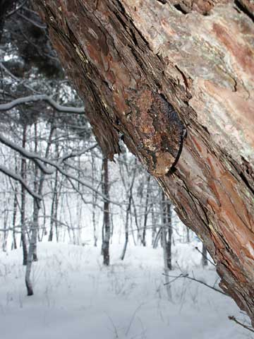 ルリタテハの越冬その後