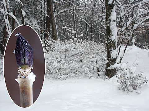 雪の多い今年の冬（アトリエの庭）