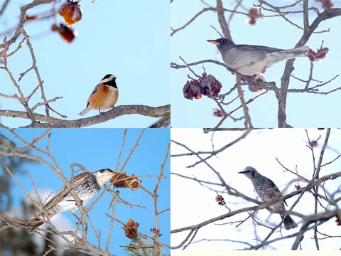柿の実に来た鳥たち