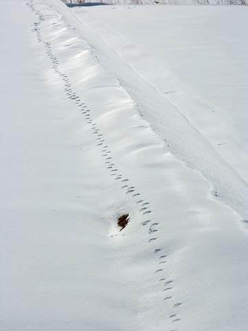 キツネの足跡